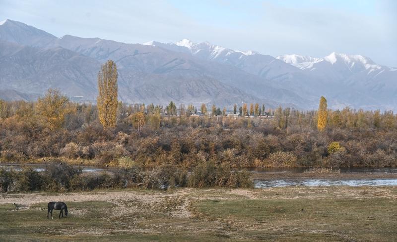 Issykul Bird Surveys, East Issykul, Kyrgyzstan
