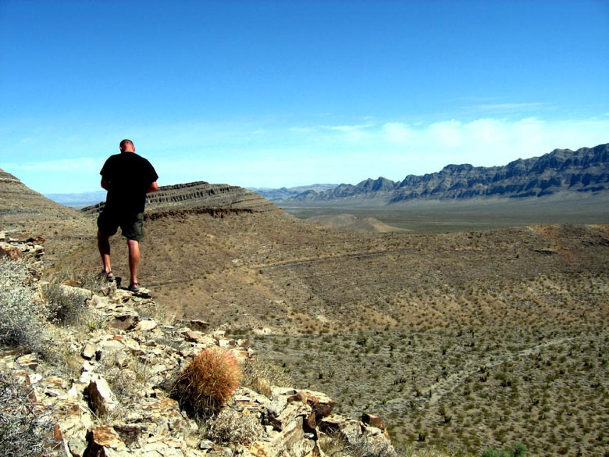 Desert tortoise surveys, Las Vegas, NV