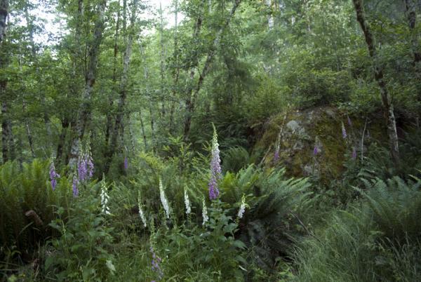 Oregon Coast Marbled Murrelet Survey, Coos Bay, OR