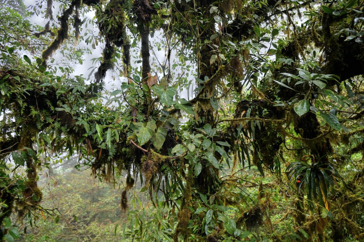 Monteverde Cloud Forest, Costa Rica